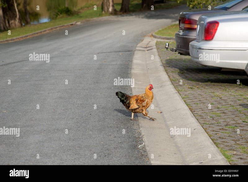 Image: Descubre el Atractivo Juego de Azar de la Carretera de Pollo en España