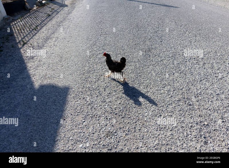 De Heerlijke Avontuur van Chicken Road: Een Nederlands Gokspel Klassieker - overview
