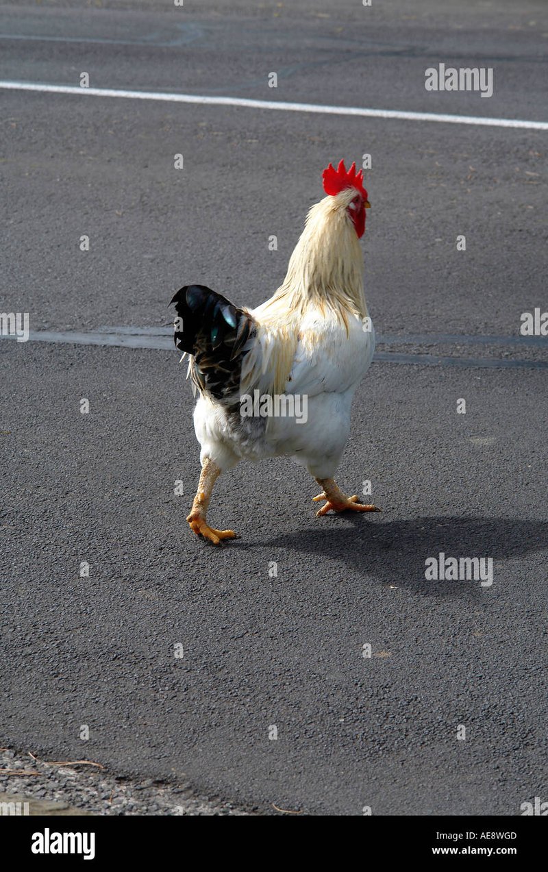 Pe Bulevardul Pasării: Descoperă Secretele Jocului Chicken Road în România în Romania